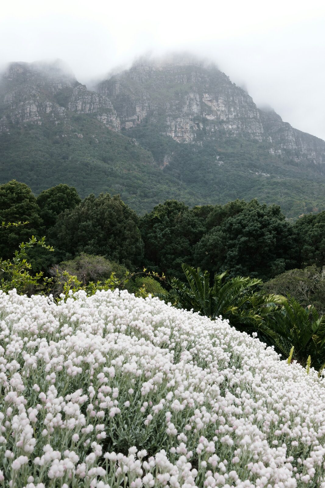 Flowering white fynbos in Kirstenbosch National Botanical Garden below a cloud-covered mountain.