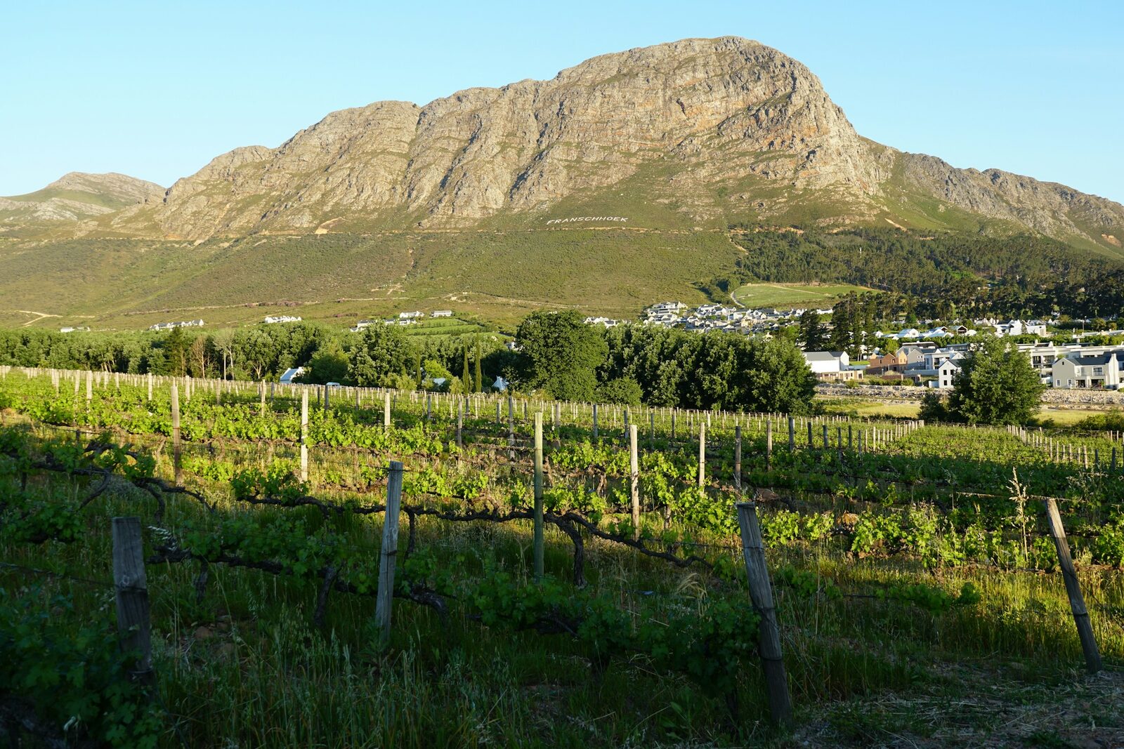 Rows of vines running towards a mountain above a Cape Winelands village.